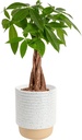 Costa Farms Money Tree Live Plant in Decorative Pot, Air Purifying, Braided Indoor Houseplant, Perfect for Home, Room, or Office Decor, Great House Warming or Birthday Gift, 12-16 Inches Tall