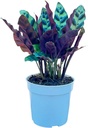 Rattlesnake Calathea Live Plant - Air Purifier, Colorful House Plant, Ideal for Home Decor and Room Decor - Rattlesnake for Indoor Plants, Calathea Lancifolia Prayer Plant